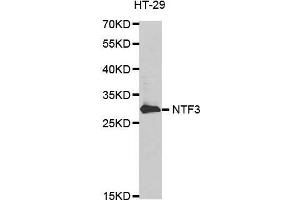 Western blot analysis of extracts of HT-29 cell line, using NTF3 antibody. (Neurotrophin 3 Antikörper)