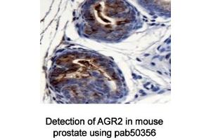 Image no. 3 for anti-Anterior Gradient Homolog 2 (Xenopus Laevis) (AGR2) (AA 1-50), (N-Term) antibody (ABIN363665) (AGR2 Antikörper  (N-Term))