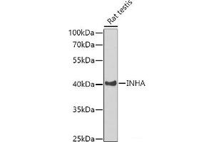 Western blot analysis of extracts of Rat testis using INHA Polyclonal Antibody at dilution of 1:1000. (Inhibin alpha Antikörper)