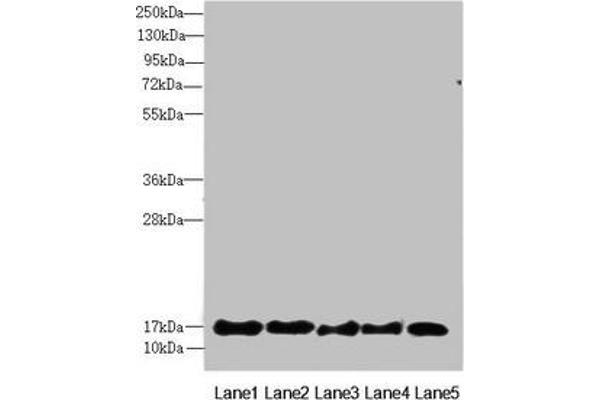 FAM96B Antikörper  (AA 1-163)