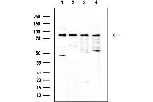 Western blot analysis of lysates from various samples, using BAP1 Mouse Monoclonal Antibody at 1/1000 dilution.