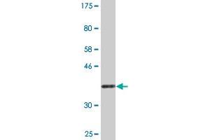 Western Blot detection against Immunogen (36. (NAPG Antikörper  (AA 1-100))