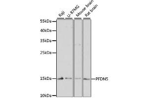Western blot analysis of extracts of various cell lines, using PFDN5 antibody. (PFDN5 Antikörper)
