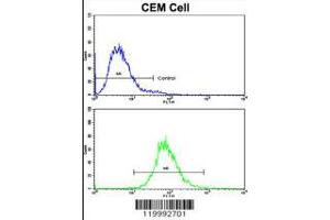 Flow cytometric analysis of CEM cells using CD36 Antibody (bottom histogram) compared to a negative control cell (top histogram). (CD36 Antikörper  (AA 213-242))