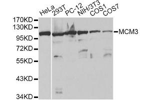 Western blot analysis of extracts of various cell lines, using MCM3 antibody.