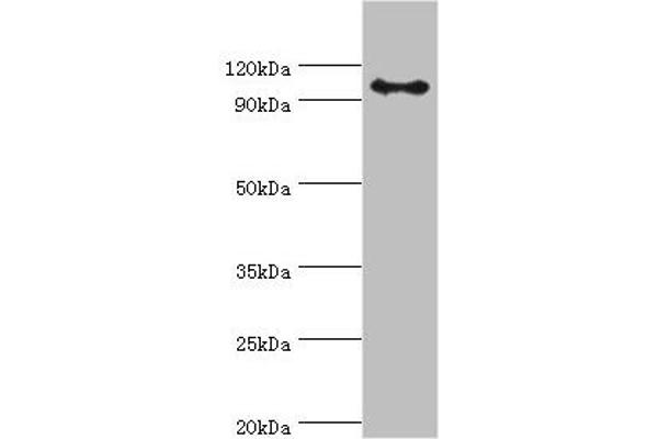 AP2B1 antibody  (AA 738-937)