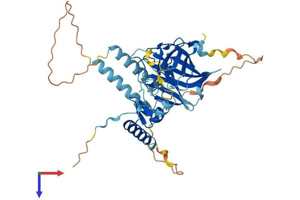RNF135 Protein (AA 1-417) (His tag)