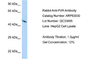 Western Blotting (WB) image for anti-Poliovirus Receptor (PVR) (N-Term) antibody (ABIN2789343) (Poliovirus Receptor Antikörper  (N-Term))