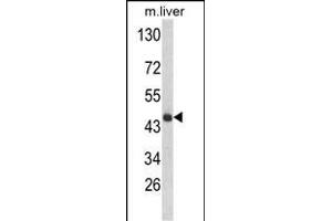 Western blot analysis of HPD Antibody (N-term) (ABIN652531 and ABIN2842358) in mouse liver tissue lysates (35 μg/lane).