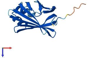 FABP12 Protein (AA 1-140) (His tag)