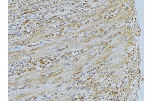 ABIN6275351 at 1/100 staining Mouse muscle tissue by IHC-P. (PEX7 Antikörper  (C-Term))