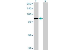 Western Blot analysis of PFKM expression in transfected 293T cell line by PFKM MaxPab polyclonal antibody.