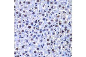 Immunohistochemistry of paraffin-embedded mouse liver using PRKDC antibody. (PRKDC Antikörper)