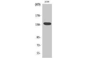 Western Blotting (WB) image for anti-G Protein-Coupled Receptor 126 (GPR126) (C-Term) antibody (ABIN3184358)