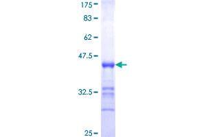 PCDHGA12 Protein (AA 98-189) (GST tag)