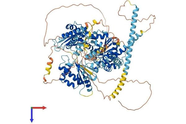 DDX11 Protein (AA 1-970) (His tag)