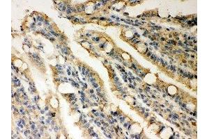 IHC-P: Rad51 antibody testing of rat intestine tissue (RAD51 Antikörper  (AA 1-258))