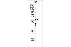 Western blot analysis of anti-CABC1 Antibody (C-term) in 293 cell line lysates (35ug/lane).
