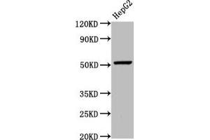 Western Blot Positive WB detected in: HepG2 whole cell lysate All lanes: WLS antibody at 5. (GPR177/WLS Antikörper  (AA 123-232))