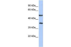 Western Blotting (WB) image for anti-Zinc Finger Protein 414 (ZNF414) antibody (ABIN2458432) (ZNF414 Antikörper)