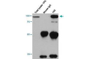 Immunoprecipitation (IP) image for anti-Cadherin 11 (CDH11) (AA 54-612) antibody (ABIN947685)