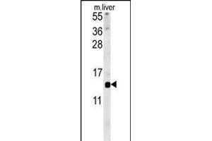 GAL Antibody (C-term) (ABIN651932 and ABIN2840460) western blot analysis in mouse liver tissue lysates (15 μg/lane). (GAL Antikörper  (C-Term))