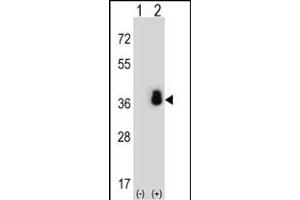 Western blot analysis of SFRS1 (arrow) using rabbit polyclonal SFRS1 Antibody (N-term) (ABIN652256 and ABIN2841067). (SRSF1 Antikörper  (N-Term))