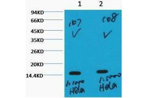 Western Blotting (WB) image for anti-Histone 3 (H3) (H3K36me3) antibody (ABIN3178641) (Histone 3 Antikörper  (H3K36me3))