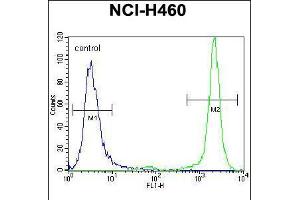 Flow cytometric analysis of NCI-H460 cells (right histogram) compared to a negative control cell (left histogram). (Histone 3 Antikörper  (AA 50-78))