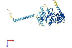 ATAD1 Protein (AA 1-361) (His tag)