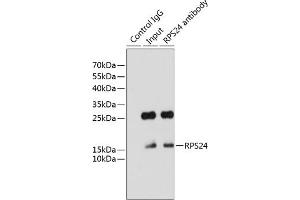 Immunoprecipitation analysis of 200 μg extracts of HeLa cells using 3 μg RPS24 antibody ( ABIN6133032, ABIN6147213, ABIN6147214 and ABIN6215701). (RPS24 Antikörper  (AA 1-130))