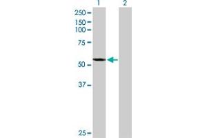 Western Blot analysis of CYP2A7 expression in transfected 293T cell line by CYP2A7 MaxPab polyclonal antibody. (CYP2A7 Antikörper  (AA 1-494))