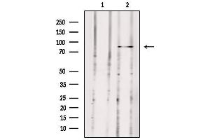 Western blot analysis of extracts from 293, using MX2 Antibody. (MX2 Antikörper  (Internal Region))