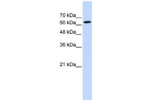 Ligatin antibody used at 1 ug/ml to detect target protein.
