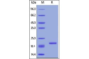 Mouse BAFF, Tag Free on  under reducing (R) condition. (BAFF Protein (AA 127-309))