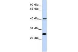 Image no. 1 for anti-Cell Division Cycle 25 Homolog C (S. Pombe) (CDC25C) (N-Term) antibody (ABIN6741488) (CDC25C Antikörper  (N-Term))