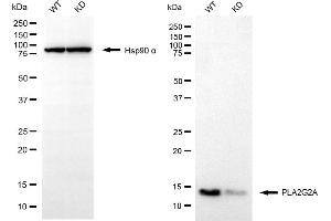 Western blotting analysis using PLA2G2A antibody (ABIN7799821). (Rekombinanter PLA2G2A Antikörper)