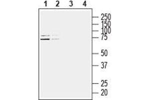 Western blot analysis of human Jurkat T-cell leukemia cell line (lanes 1 and 3) and human MCF-7 breast adenocarcinoma cell line (lanes 2 and 4) lysates: - 1,2. (HOMER3 Antikörper  (Intracellular))