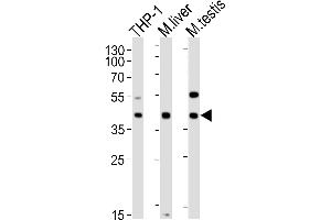 Lane 1: THP-1 Cell lysates, Lane 2: mouse liver lysates, Lane 3: mouse testis lysates, probed with ATG3 (1377CT239. (ATG3 Antikörper)