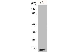 Western Blot analysis of COLO205 cells using MRP-L14 Polyclonal Antibody (MRPL14 Antikörper  (C-Term))