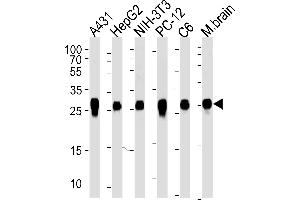 Western blot analysis of lysates from A431, HepG2, mouse NIH/3T3, rat PC-12 and C6 cell line, mouse brain tissue (from left to right), using YWHAZ Antibody (ABIN1882058 and ABIN2838497). (14-3-3 zeta Antikörper)