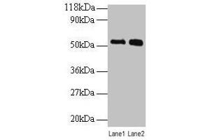Western blot All lanes: BMP3 antibody at 2 μg/mL Lane 1: SW1990 whole cell lysate Lane 2: 293T whole cell lysate Secondary Goat polyclonal to rabbit IgG at 1/10000 dilution Predicted band size: 54 kDa Observed band size: 54 kDa (BMP3 Antikörper  (AA 362-472))