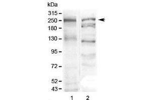 Western blot testing of 1) mouse stomach and 2) human SGC-7901 lysate with MUC6 antibody at 0. (MUC6 Antikörper  (AA 52-230))