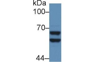 alpha 2 Antiplasmin antibody  (AA 348-491)