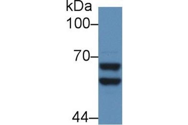 alpha 2 Antiplasmin antibody  (AA 348-491)