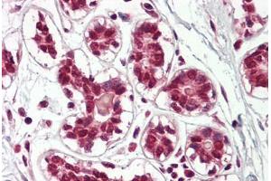 Image no. 2 for anti-Cullin 2 (CUL2) (AA 748-759) antibody (ABIN1491764) (Cullin 2 Antikörper  (AA 748-759))