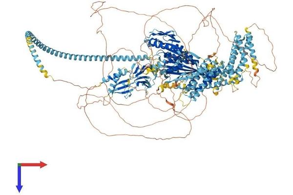KIF14 Protein (AA 1-1648) (His tag)