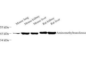 Western blot analysis of Aminomethyltransferase (ABIN7073036) at dilution of 1: 500 (Aminomethyltransferase Antikörper)