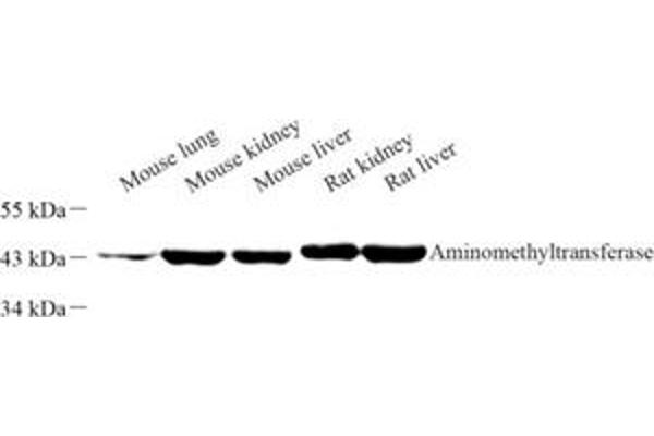 Aminomethyltransferase antibody