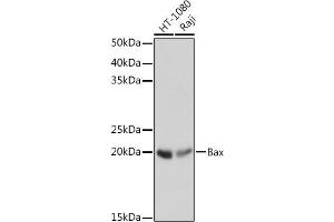 Western blot analysis of extracts of various cell lines, using Bax antibody (ABIN7265855) at 1:1000 dilution. (BAX Antikörper)